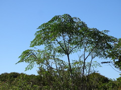 Lilas De Perse (Melia azedarach)