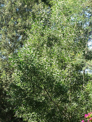 Blackwood (Acacia melanoxylon)