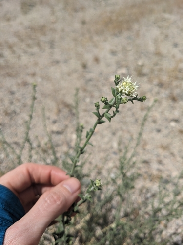 Thurber's Sandpaper Plant (Petalonyx thurberi)