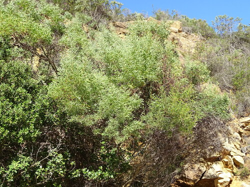 western coastal wattle (Acacia cyclops)
