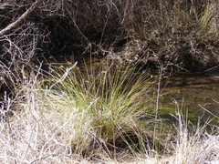 Juncus effusus austrocalifornicus