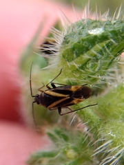 Plagiognathus moerens