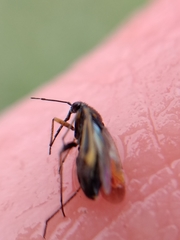 Plagiognathus moerens