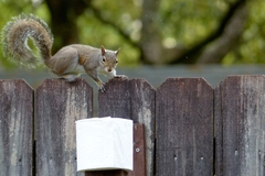 Sciurus carolinensis