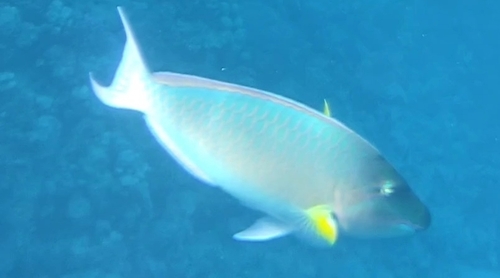 Hipposcarus harid