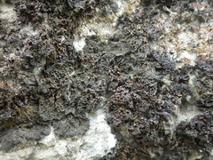 Collema subnigrescens