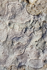 Bagliettoa calciseda