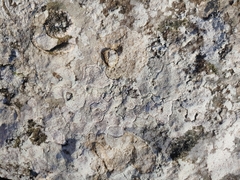 Bagliettoa calciseda