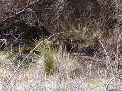 Juncus effusus austrocalifornicus