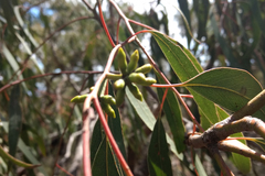 Eucalyptus goniocalyx goniocalyx