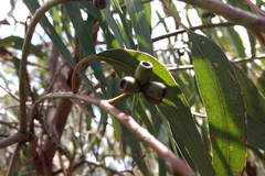 Eucalyptus goniocalyx goniocalyx