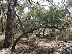 Eucalyptus goniocalyx goniocalyx