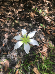 Zephyranthes atamasco