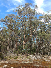 Eucalyptus globulus bicostata