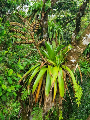 Giant branched werauhia (Werauhia sanguinolenta)