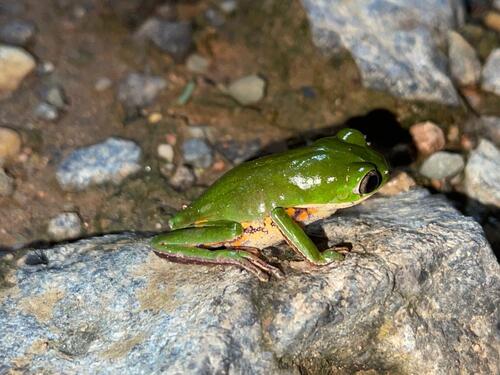 Northern Orange-legged Leaf Frog