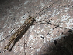Tipula coquilletti