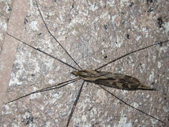 Tipula coquilletti