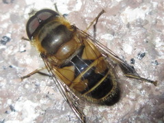 Eristalis kyokoae
