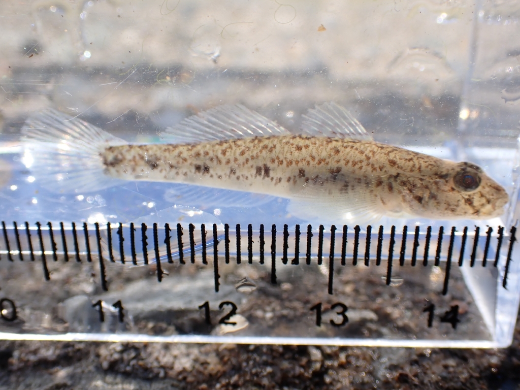 Milkyfin goby (Acanthogobius lactipes) — Gobiidae