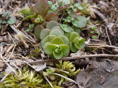 Sedum ternatum