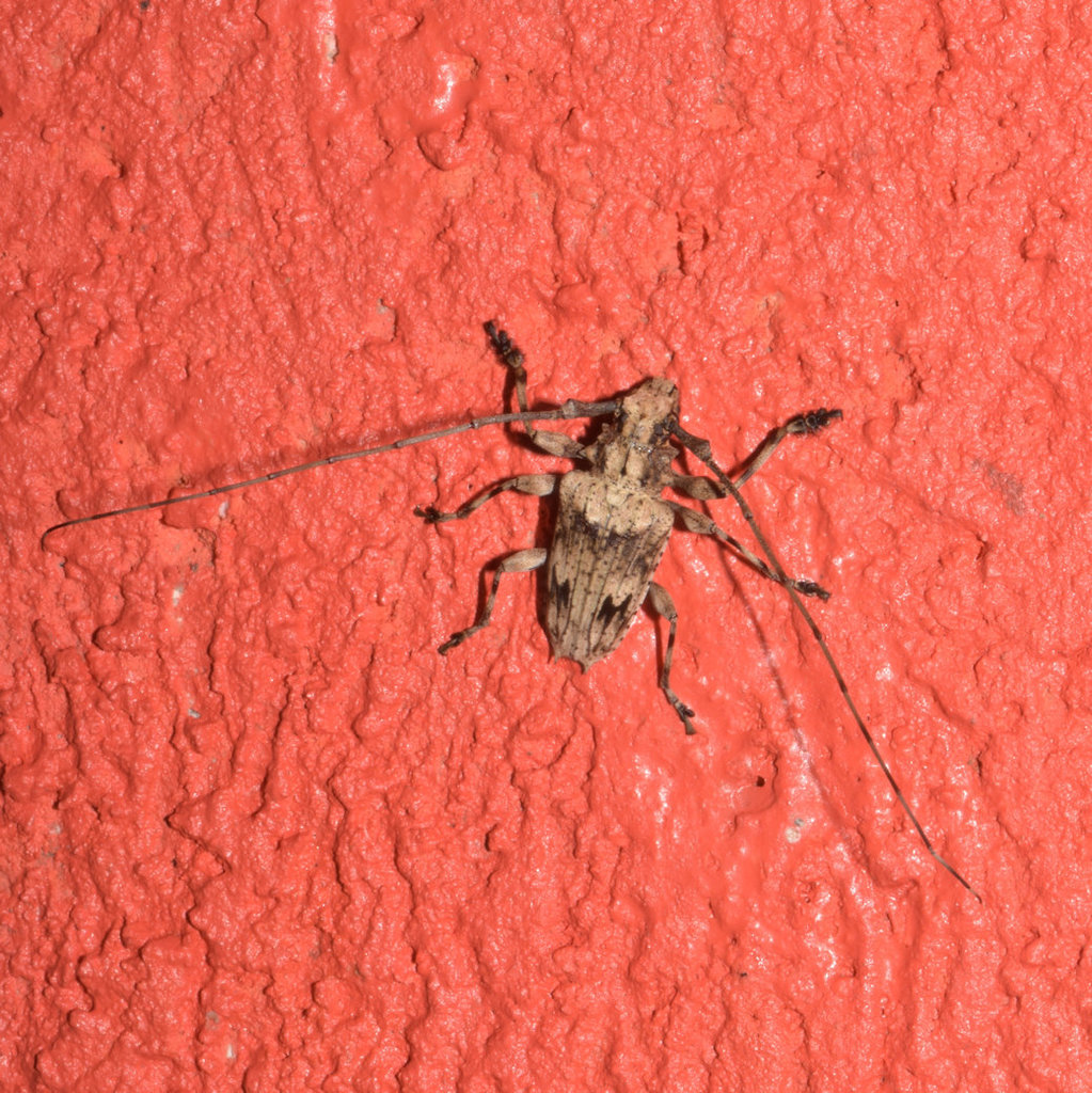 Steirastoma pustulatum