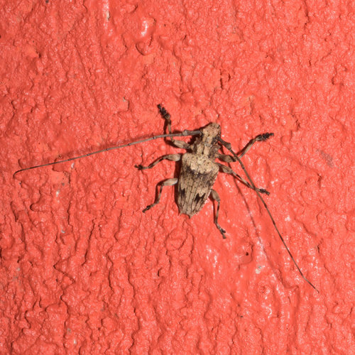 Steirastoma pustulatum · iNaturalist