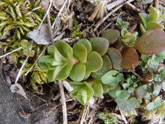 Sedum ternatum