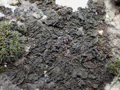 Collema subnigrescens