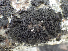 Collema subnigrescens