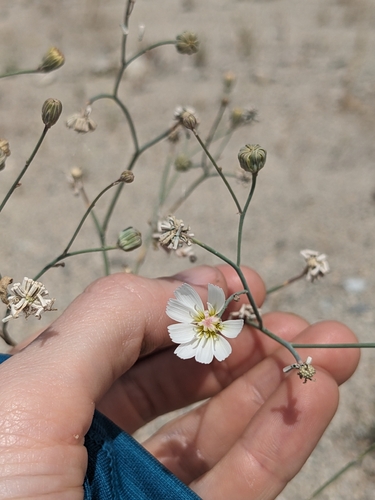 gravel ghost (Atrichoseris platyphylla)