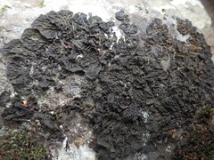 Collema subnigrescens
