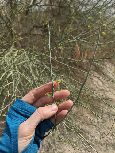 blue palo verde (Parkinsonia florida)