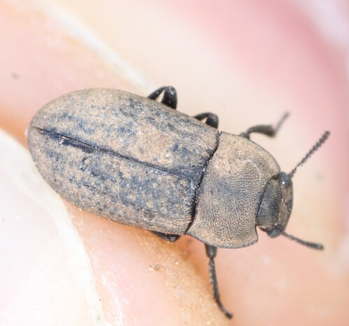 Gonocephalum granulatum