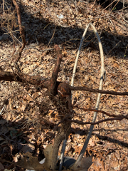 Le Bourreau Des Arbres (Celastrus orbiculatus)