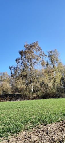 silver birch (Betula pendula)