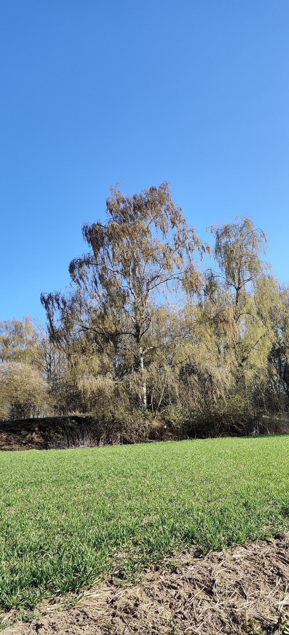 Silver Birch (Betula pendula)