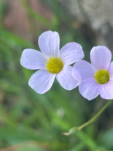 Goat's-foot (Oxalis caprina)