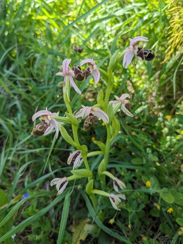 carmel bee-orchid (Ophrys umbilicata)