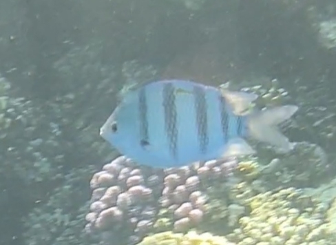 Abudefduf vaigiensis