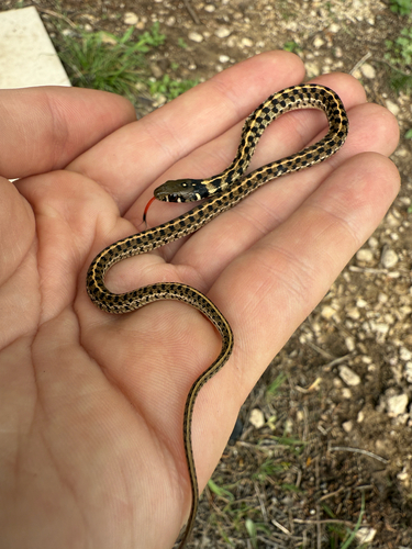 Checkered Garter Snake