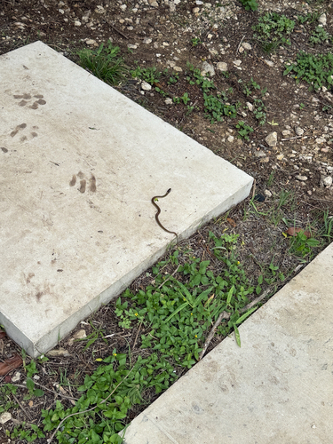 Checkered Garter Snake