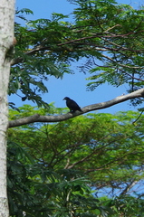 Ducula pacifica