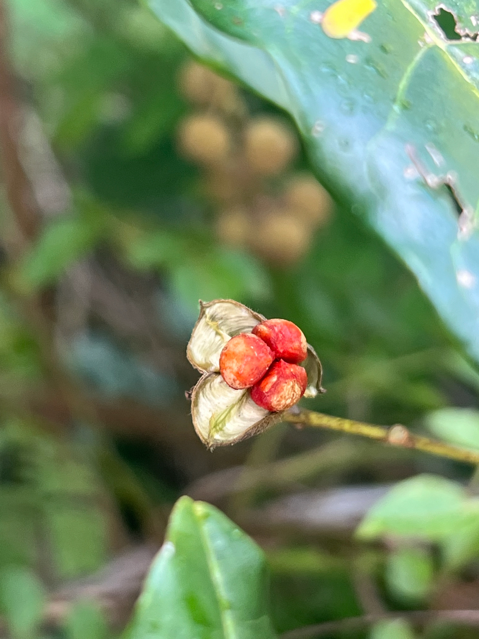 Imagem de Trichilia hirta