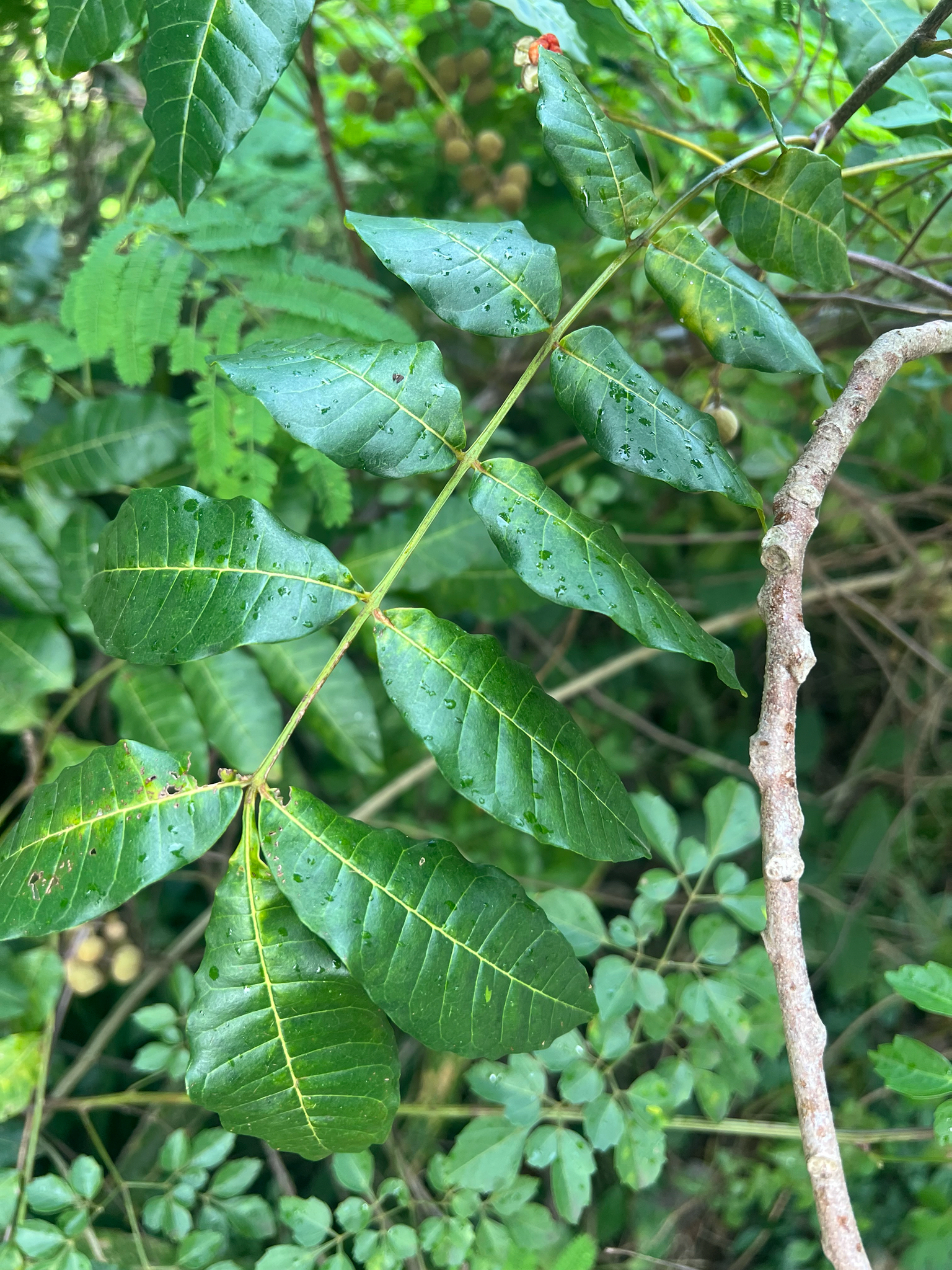 Imagem de Trichilia hirta