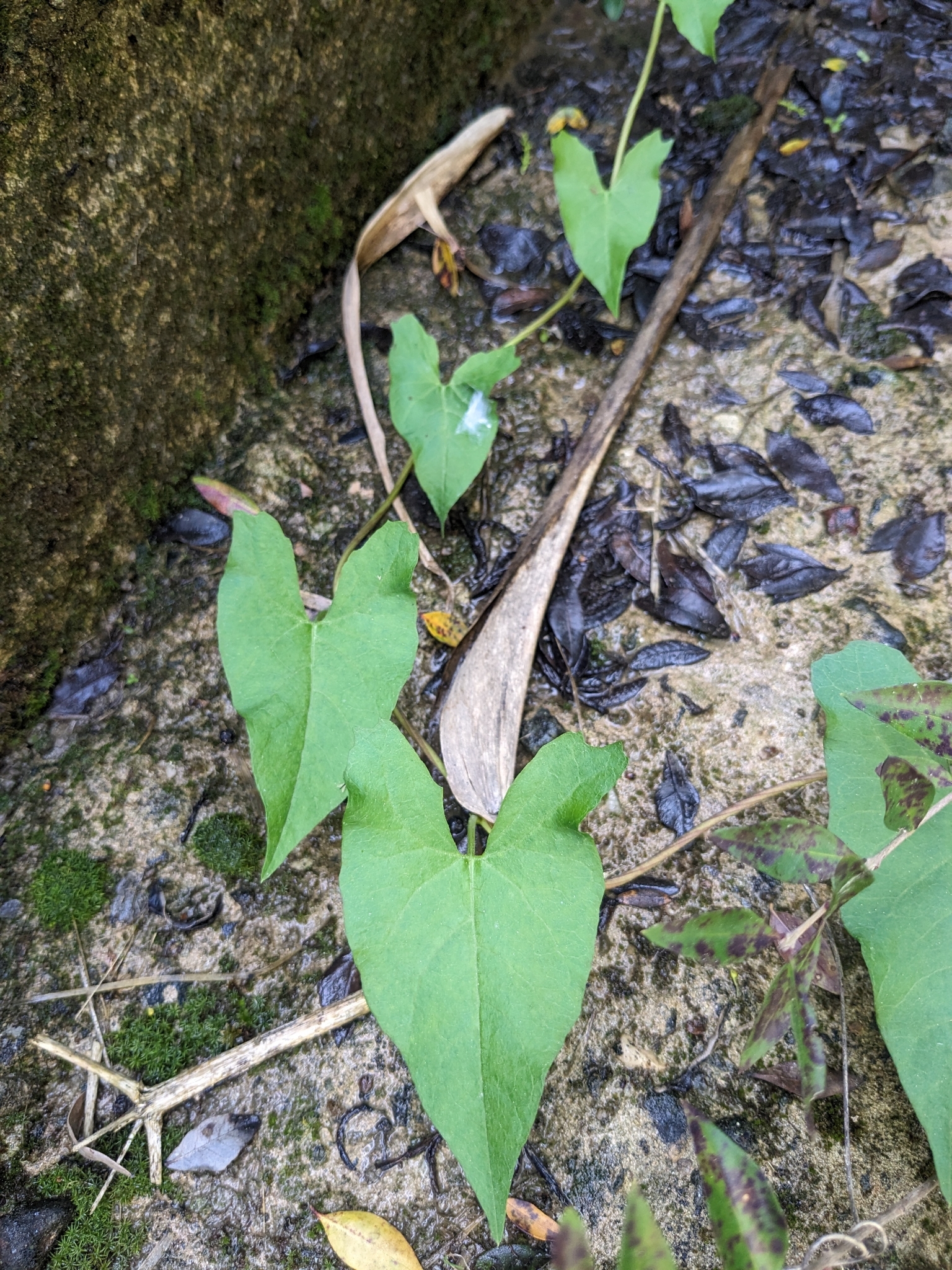 Hedge Bindweed (Calystegia sepium)