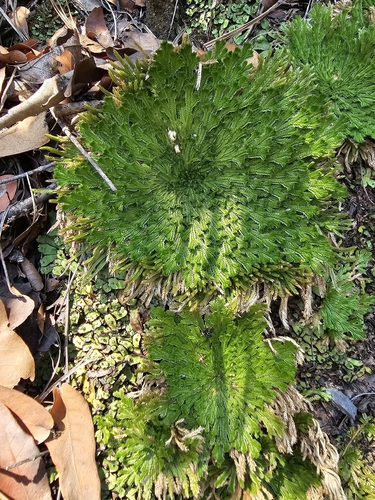 Hairy Resurrection Plant (Selaginella pilifera)