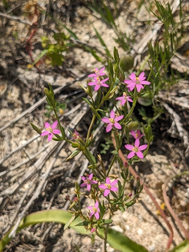 Rhodian Centaury (Centaurium erythraea)