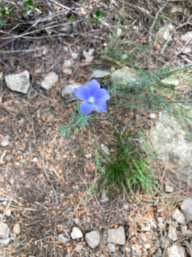 Beautiful Flax (Linum narbonense)