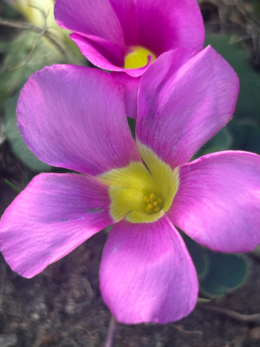 Purple Woodsorrel (Oxalis purpurea)